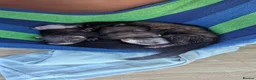 Ferret rodents for sale: Ferret kits  in Bridgend - Advert 3