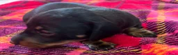 Miniature Dachshund dogs for sale: Lovely miniature dachshund pups  - Advert 4