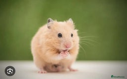 Hamster rodents for sale: Pedigree Full Cream Golden Syrian Baby Hamster - Image 1