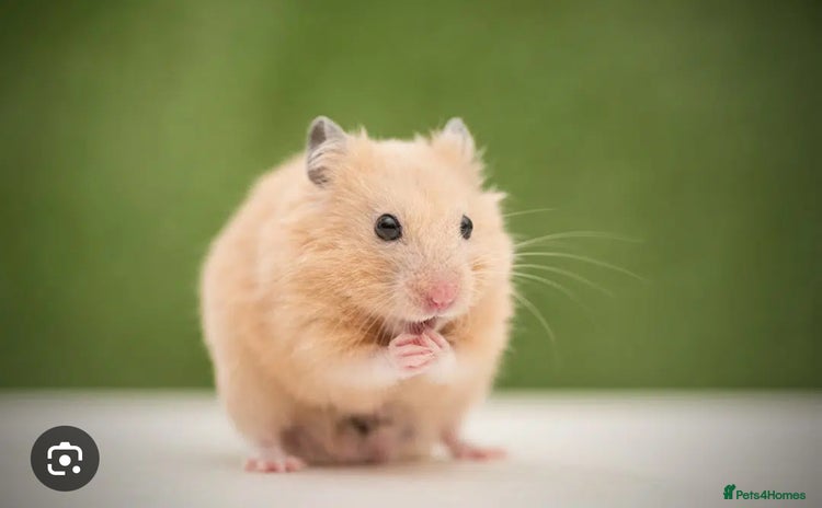 Hamster rodents - Advert 2