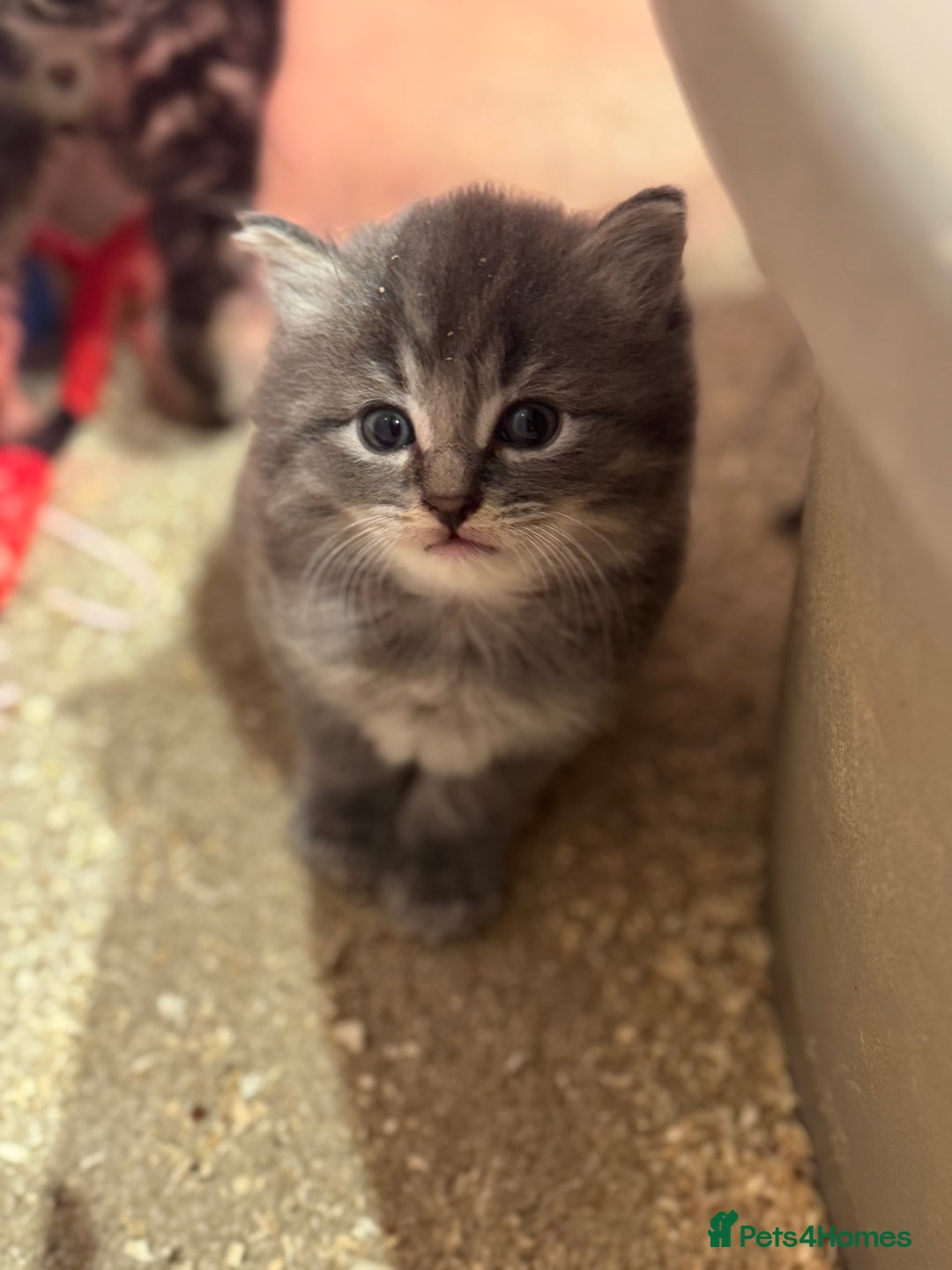Mixed Breed cats for sale: 5 lovely kittens for sale  - Image 5