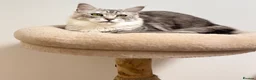 Maine Coon cats for sale: Beautiful TICA-Registered Female Maine Coons Ready - Advert 3