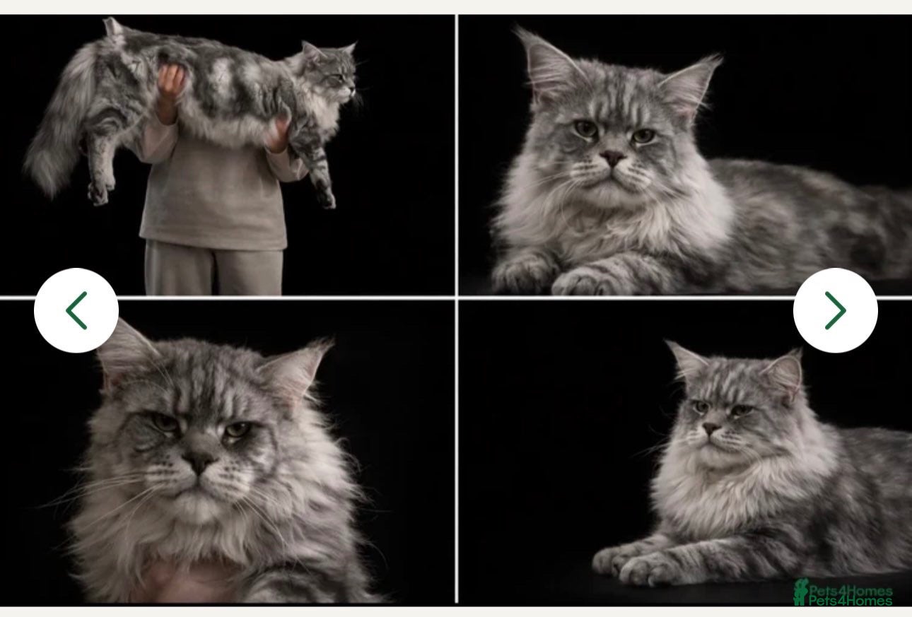 Maine Coon cats 🐾 MAINE COON KITTENS  🐾 - Advert 2