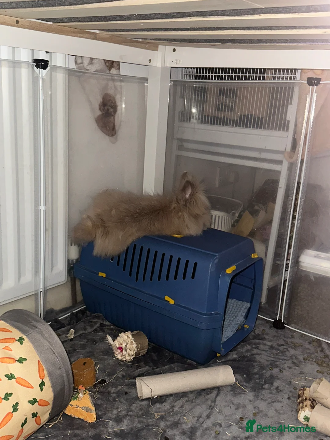 Lionhead rabbits for sale: Lionhead bunny for sale in Hebburn - Advert 2