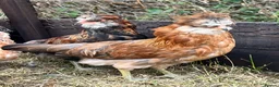 Chickens poultry for sale: Gold duckwing Araucanas blue egg layers - Advert 1