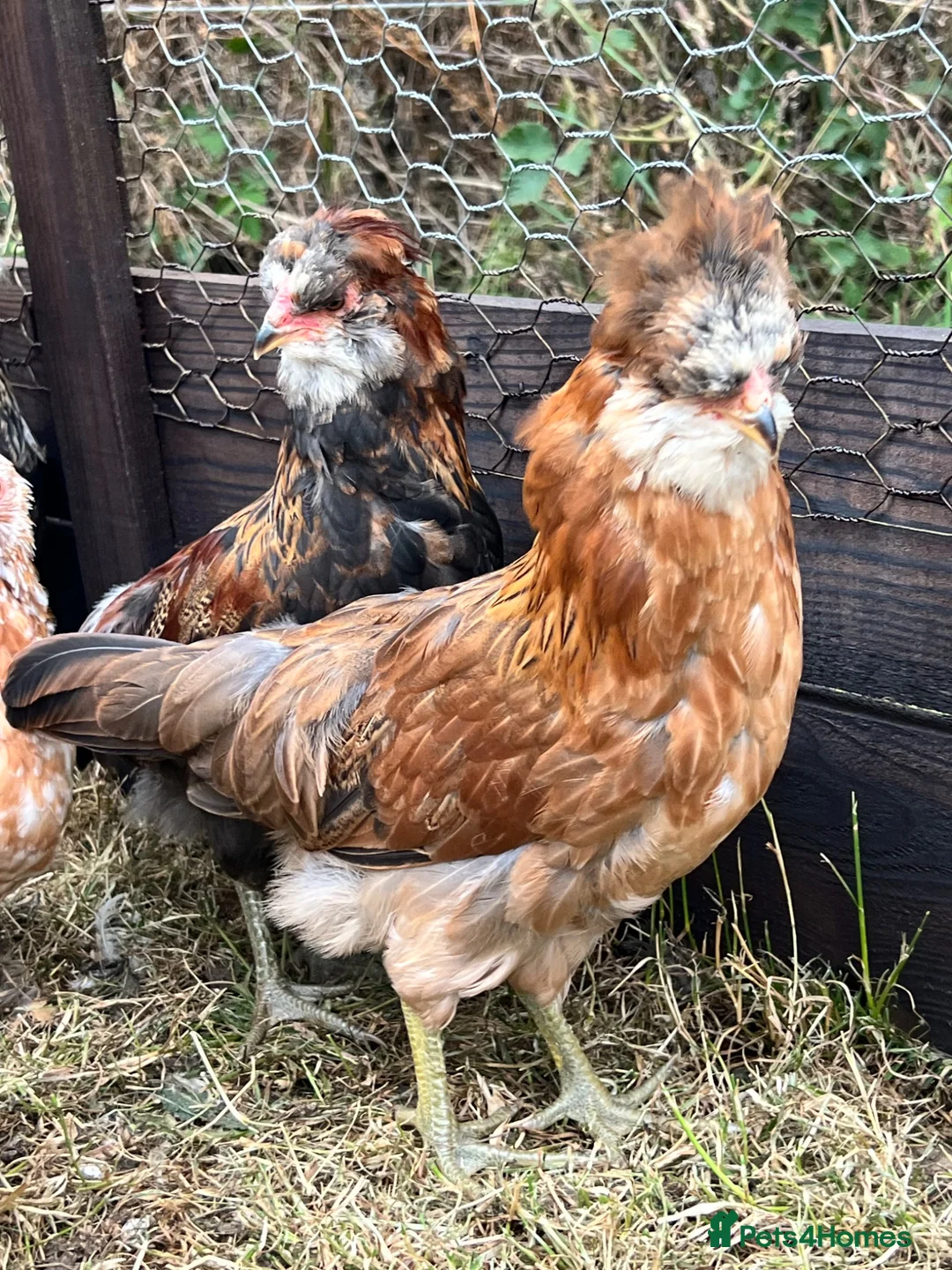 Chickens poultry for sale: Gold duckwing Araucanas blue egg layers - Advert 1