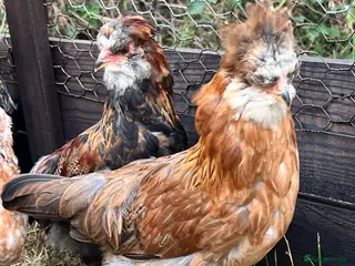 Chickens poultry Gold duckwing Araucanas blue egg layers - Advert 2