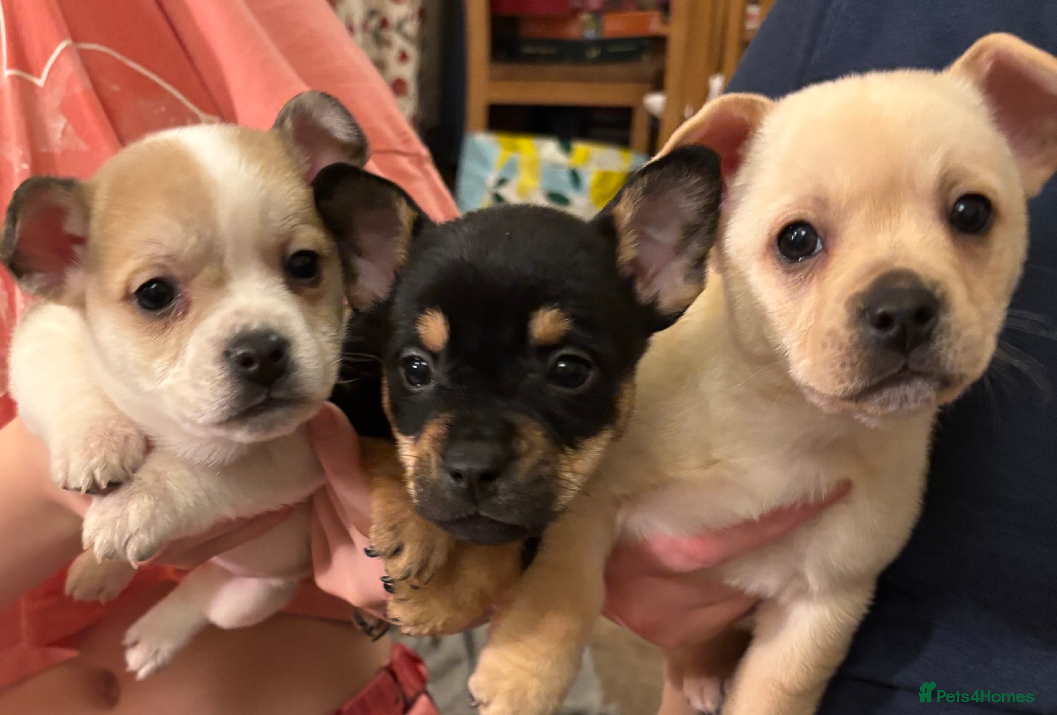 Mixed Breed dogs Frenchie cross Jack Russell puppies  - Advert 18