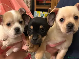Mixed Breed dogs Frenchie cross Jack Russell puppies - Advert 18
