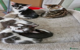 Mixed Breed cats for sale: READY NOW  - Image 4