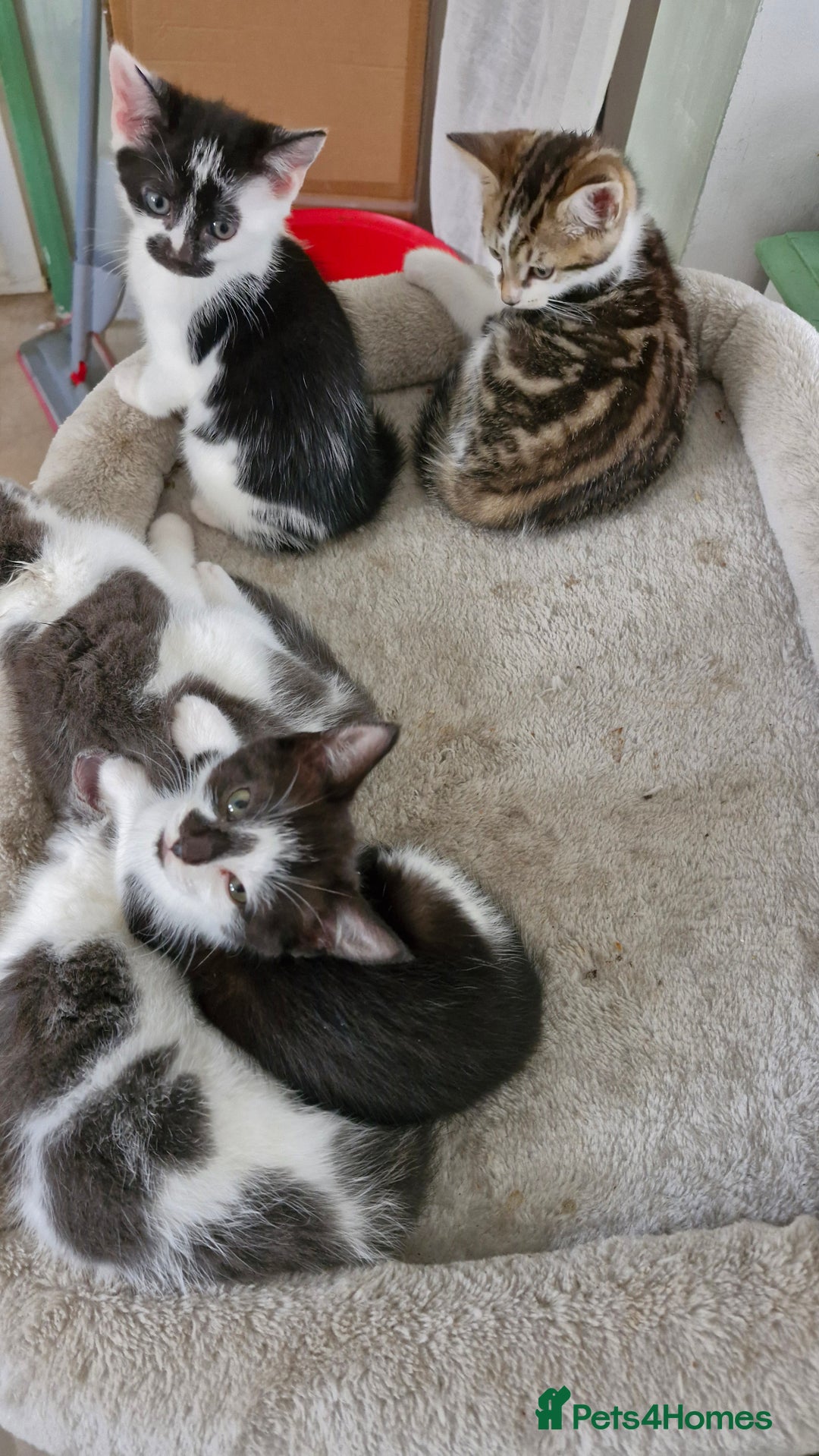 Mixed Breed cats for sale: READY NOW  - Image 4