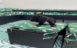 Cocker Spaniel dogs for sale: Cocker spaniel puppies  - Image 13
