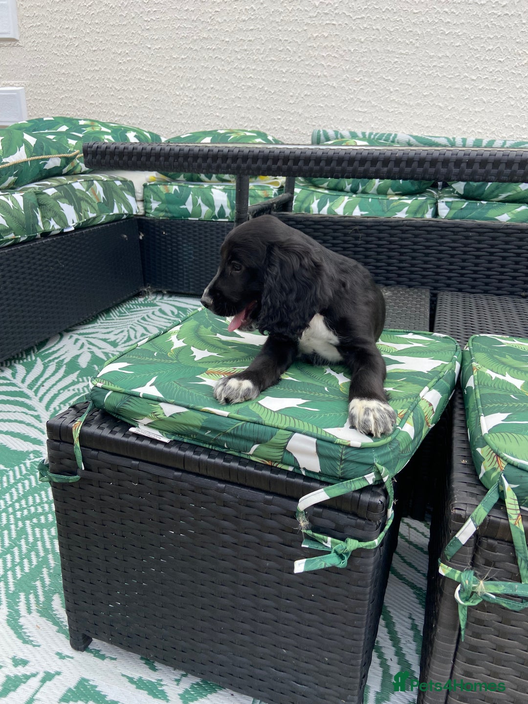 Cocker Spaniel dogs for sale: Cocker spaniel puppies  - Image 13