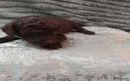 Jackapoo dogs for sale: Beautiful Jackapoos puppies - Advert 36