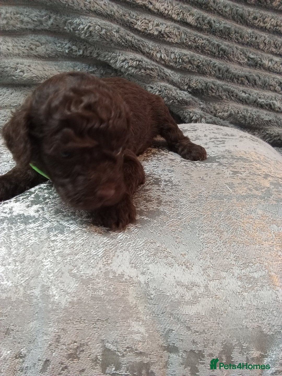 Jackapoo dogs for sale: Beautiful Jackapoos puppies - Advert 36