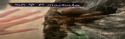 Tarantulas invertebrates for sale: Various tarantulas looking for new homes - Advert 4