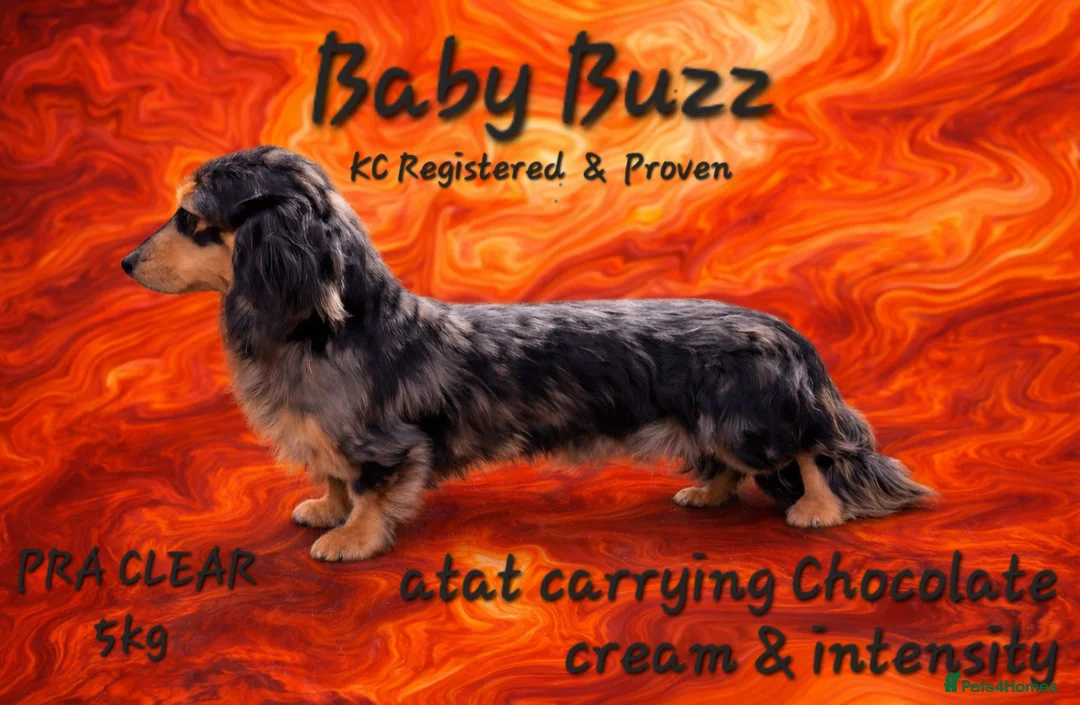 Miniature Dachshund dogs for stud: Silver Dapple long hair stud boy  - Advert 1