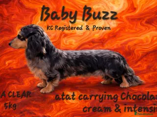 Miniature Dachshund dogs Silver Dapple long hair stud boy - Advert 1