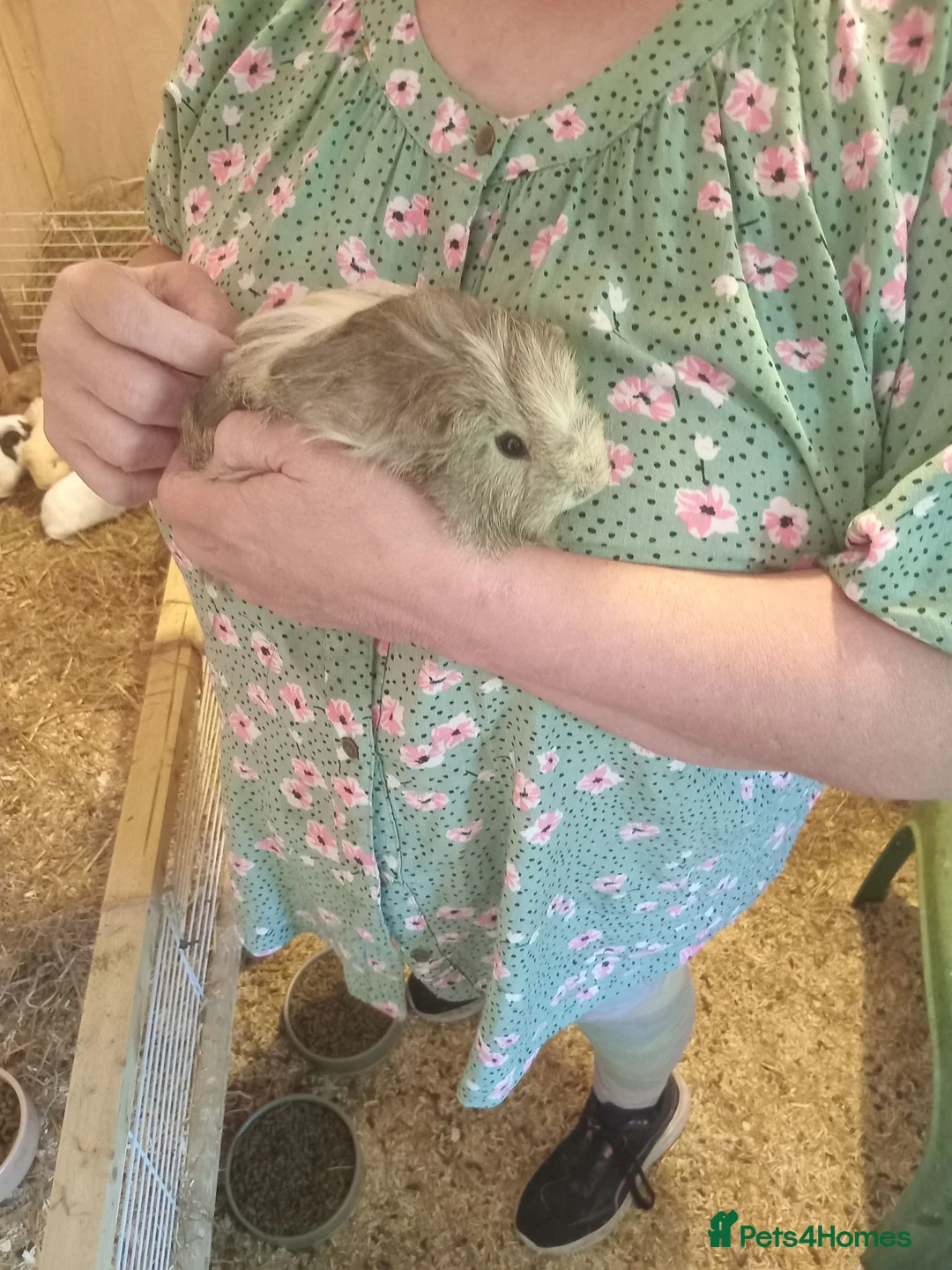 Guinea Pig rodents for sale: Sheltie boars  - Advert 1