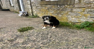 Border Collie dogs - Advert 6