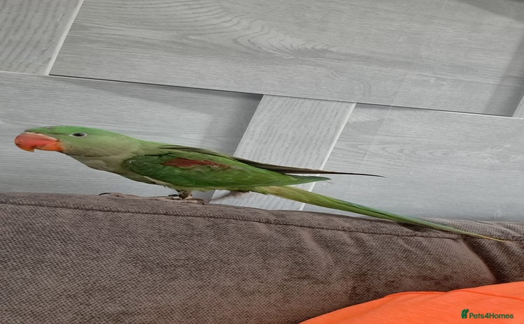 Parrots birds - Advert 6