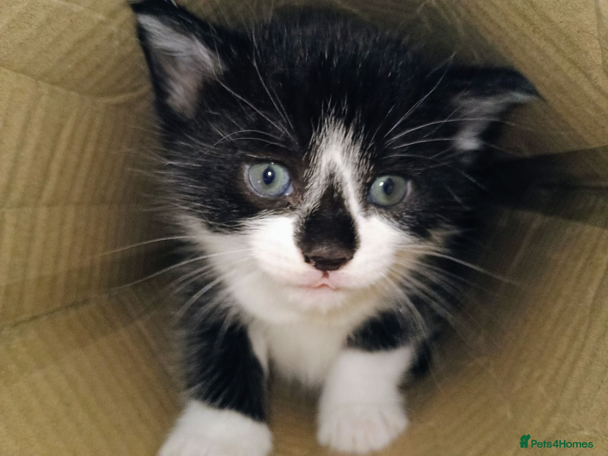 Mixed Breed cats Kittens for sale, Jarrow - Advert 1