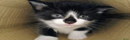 Mixed Breed cats for adoption: Kittens for sale, Jarrow in Jarrow - Advert 1
