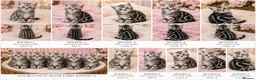 Mixed Breed cats for sale: Beautiful Silver Tabby Kittens, Ready 17th July  - Advert 1
