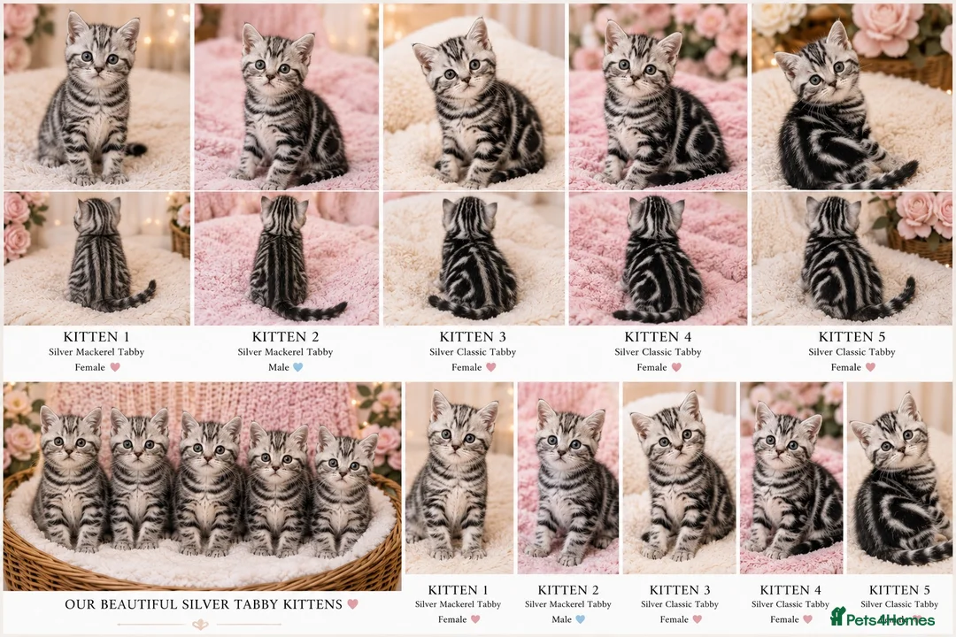 Mixed Breed cats for sale: Beautiful Silver Tabby Kittens, Ready 17th July  - Advert 1
