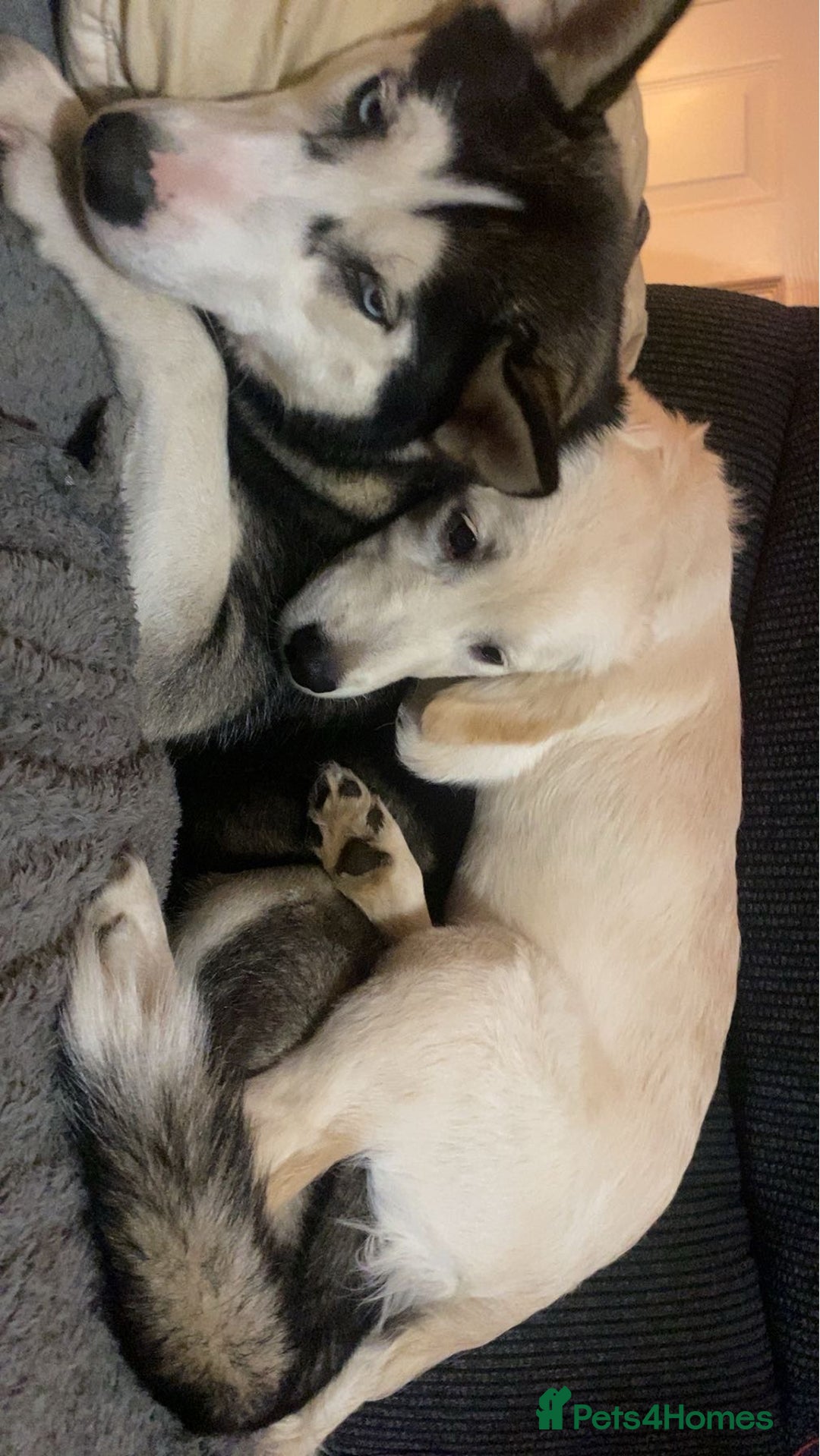 Siberian Husky dogs for sale: Keyara will be 2 on  ** s day - Advert 3