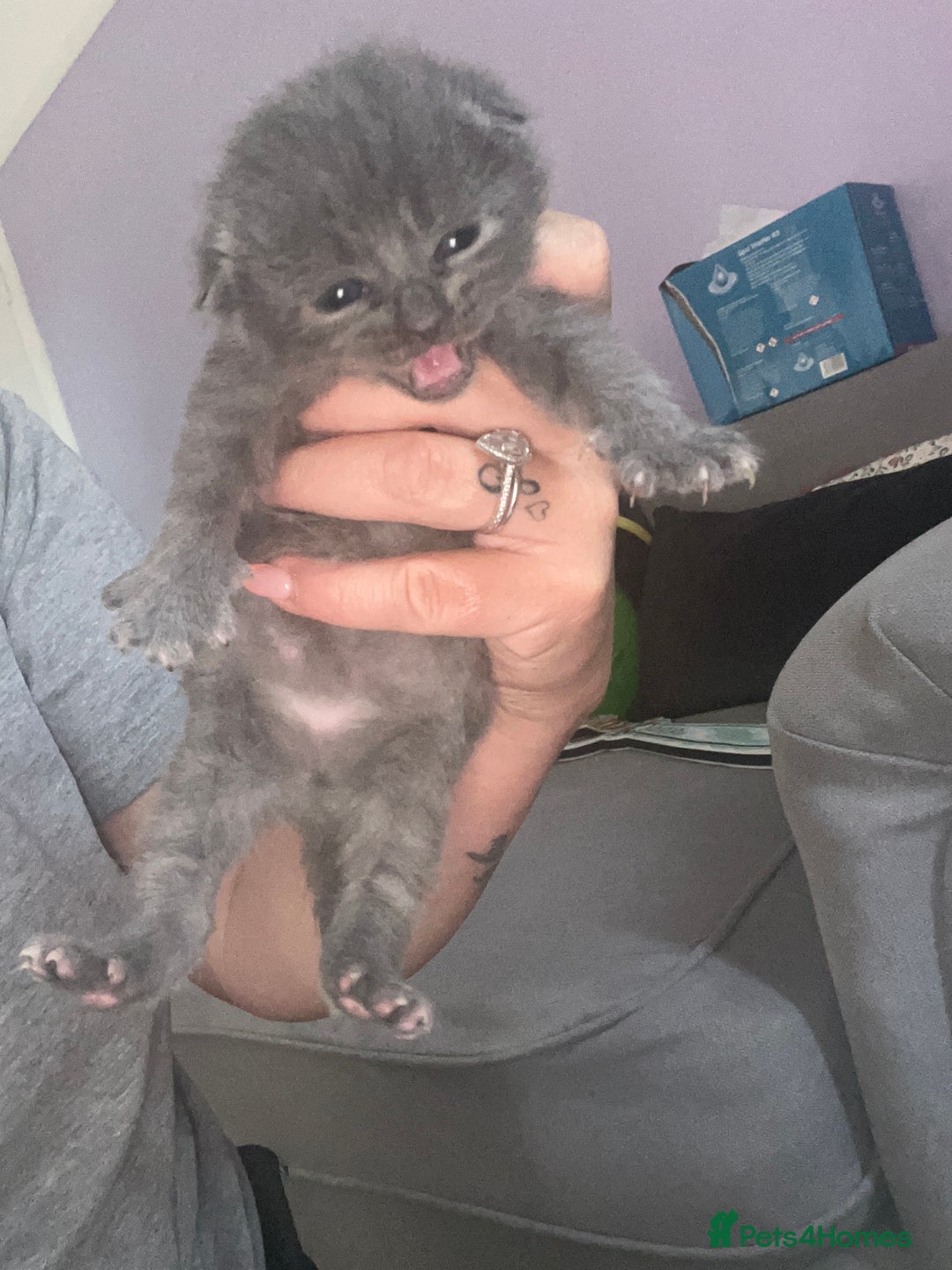 Mixed Breed cats for sale: Beautiful grey kittens  - Image 5