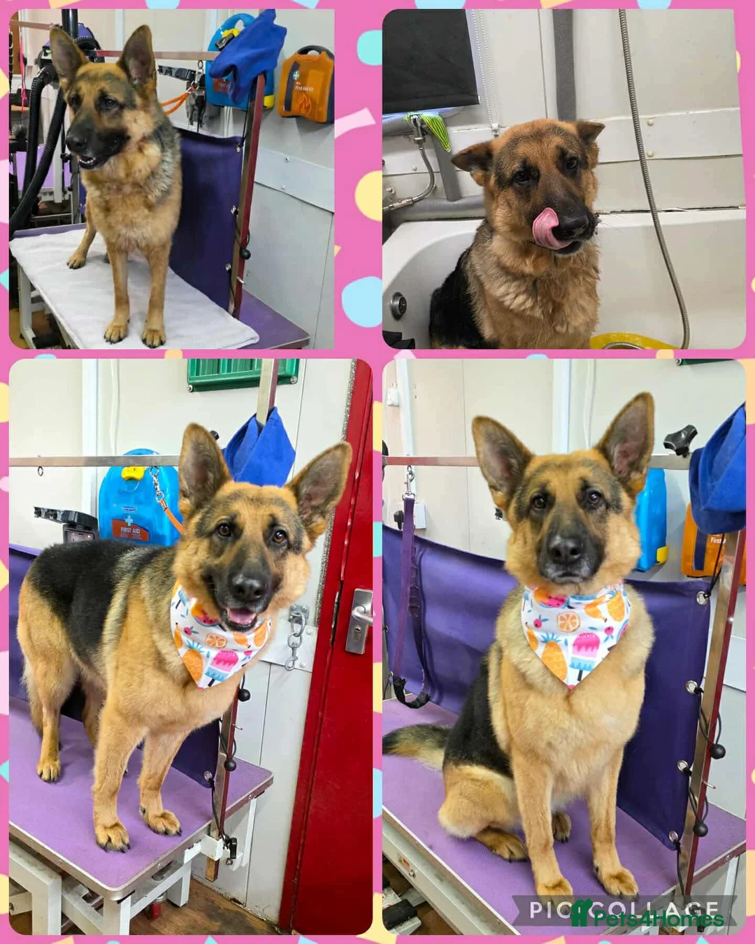 German Shepherd dogs for sale: Female German Shepherd - Advert 1