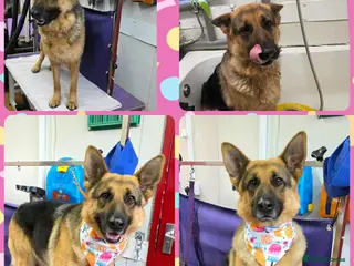 German Shepherd dogs Female German Shepherd - Advert 3