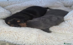Miniature Dachshund dogs for sale: Miniature smooth dachshund  - Image 10