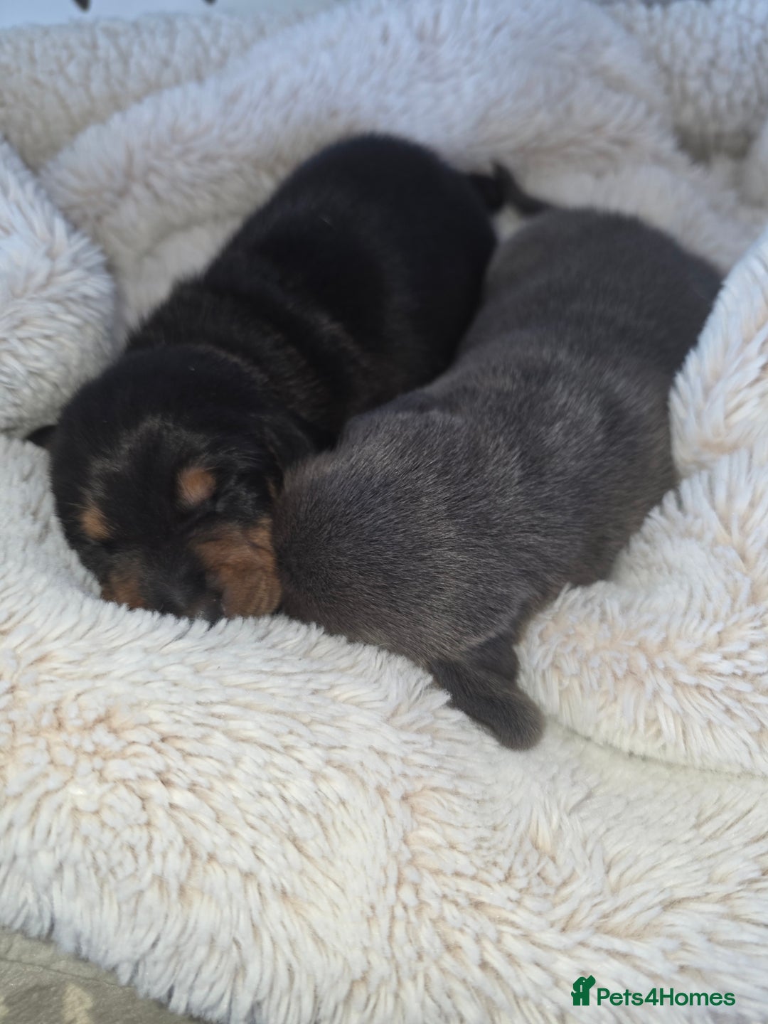 Miniature Dachshund dogs for sale: Miniature smooth dachshund  - Image 10