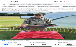 Mixed Breed dogs for sale: First cross whippet x greyhound  - Image 2