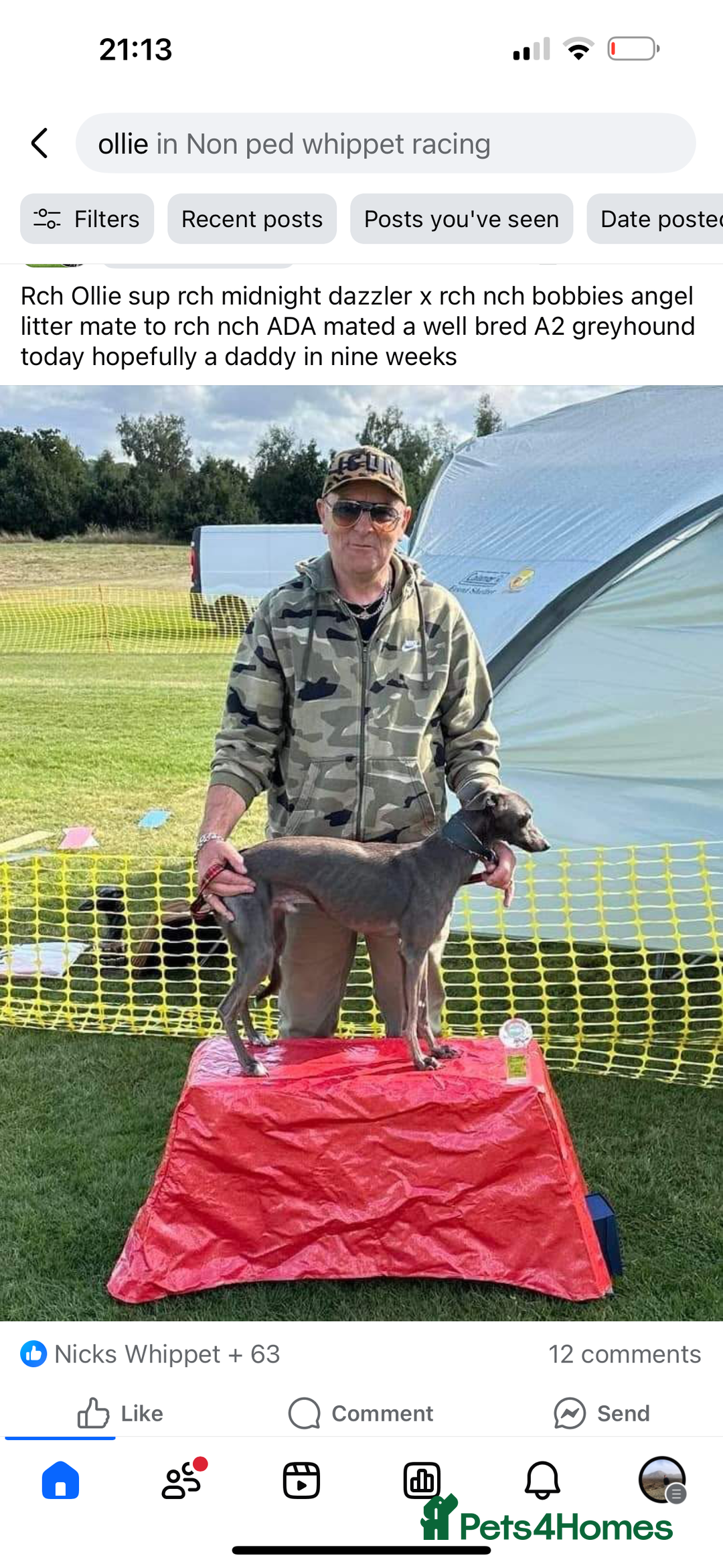 Mixed Breed dogs for sale: First cross whippet x greyhound  - Image 2