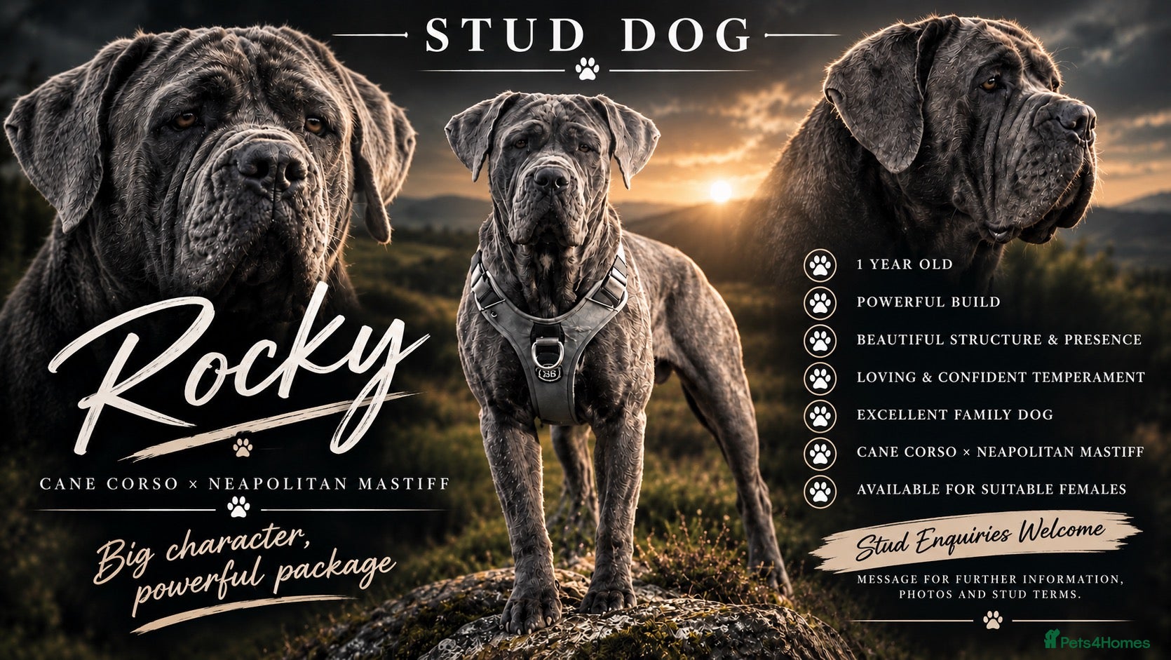 Neapolitan Mastiff dogs 🐾 STUD AVAILABLE 🐾 - Advert 2