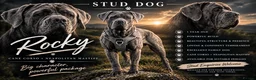 Neapolitan Mastiff dogs for stud: 🐾 STUD AVAILABLE 🐾 - Advert 1