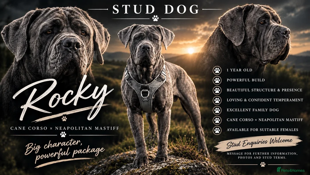 Neapolitan Mastiff dogs for stud: 🐾 STUD AVAILABLE 🐾 - Advert 1