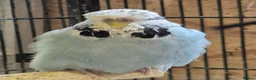 Budgerigars birds for sale: Hens variety colors - Advert 7