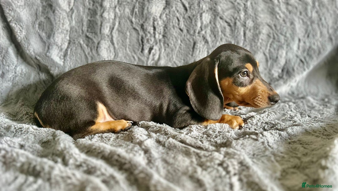 Dachshund dogs for sale: DACHSUND PUPPIES , ONE GIRL AND ONE BOY LEFT  - Image 8