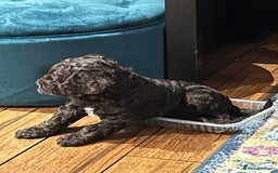 Cockapoo dogs for sale: F1B CHOCOLATE BROWN MERLE FEMALE COCKAPOO - Image 6