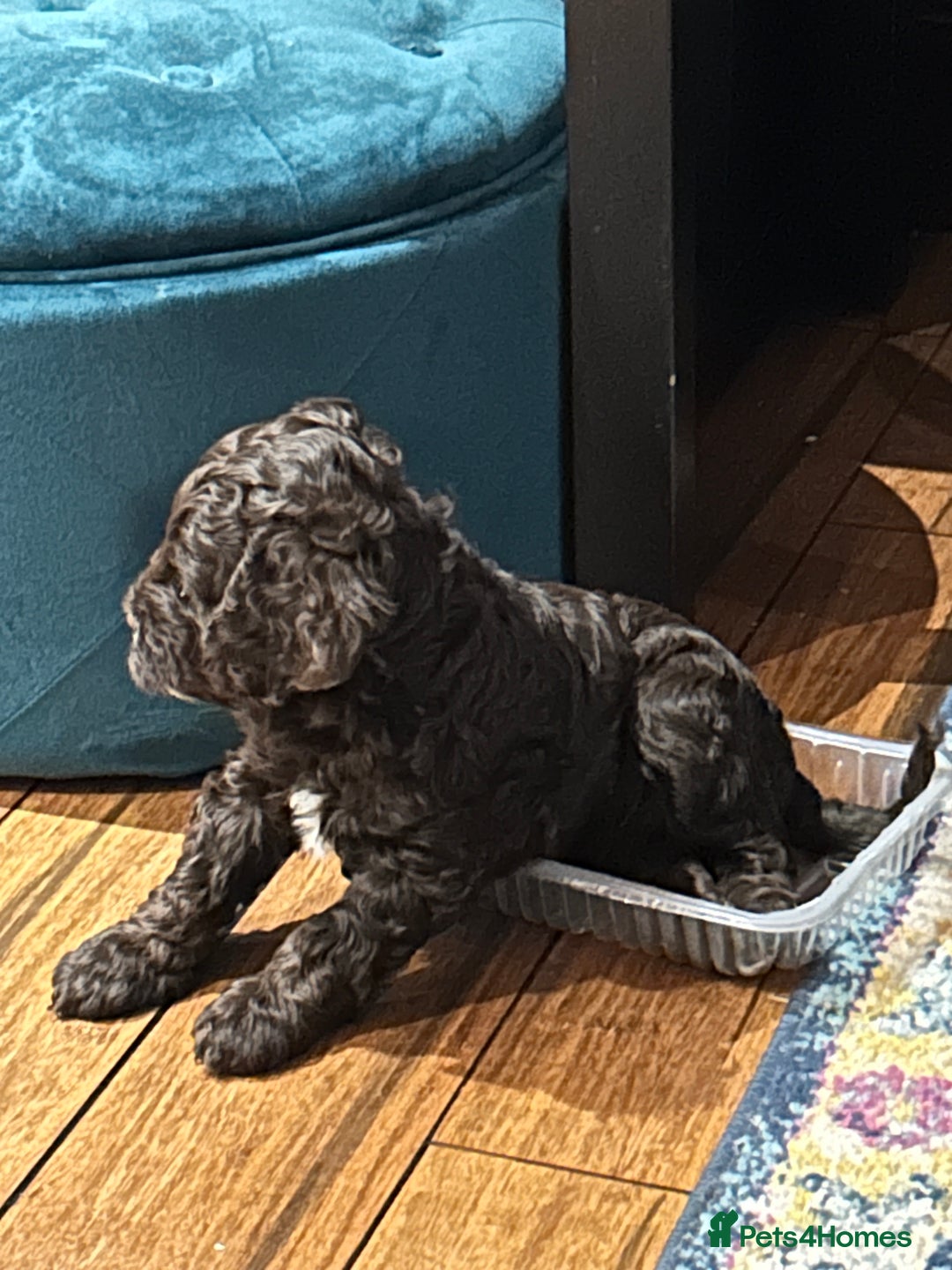 Cockapoo dogs for sale: F1B CHOCOLATE BROWN MERLE FEMALE COCKAPOO - Image 6
