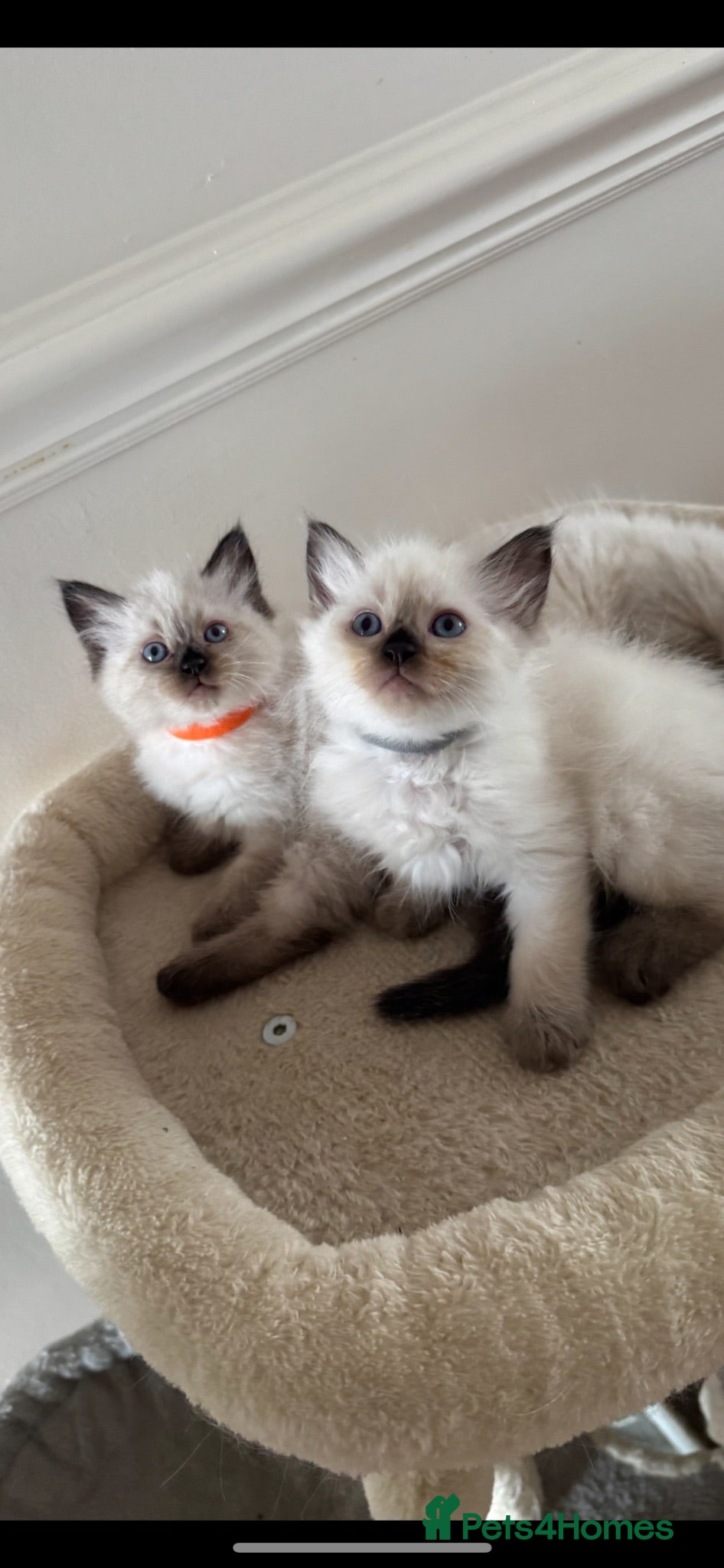 Ragdoll cats 7 Beautiful Ragdoll Kittens  - Advert 1