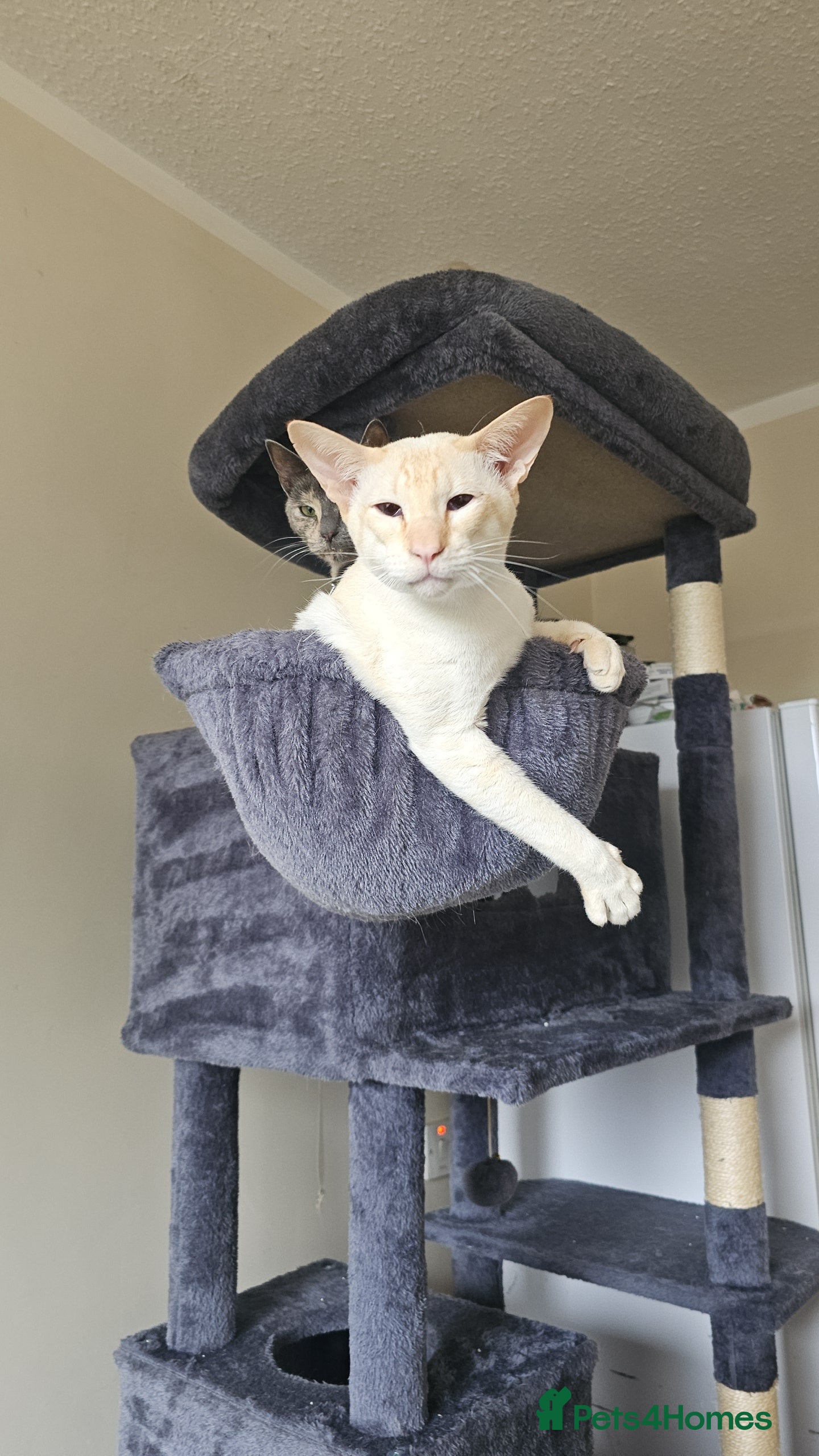 Siamese cats Apricot Point Siamese Male - Advert 4