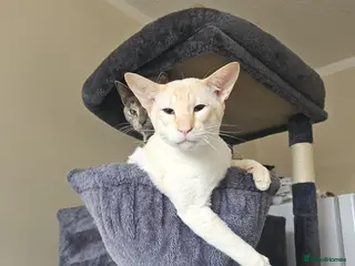 Siamese cats Apricot Point Siamese Male - Advert 4