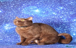 British Shorthair cats for sale: Retired Tica registered British shorthair females  - Image 20