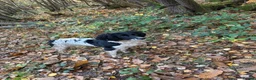 English Springer Spaniel dogs for sale:  KC registered English springer spaniel puppies - Advert 5
