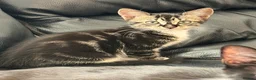 Mixed Breed cats for sale: 2 beautiful boys must be homed together  - Advert 5